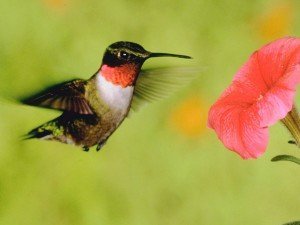 Hummingbird_flower 54