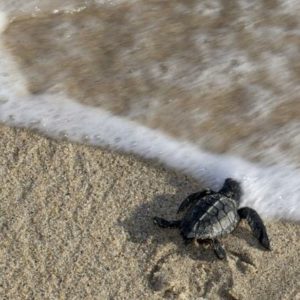Baby Sea Turtle 