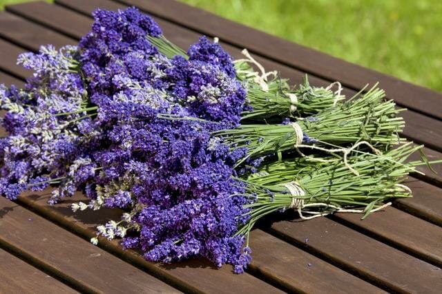 Fresh bunch of scented lavender