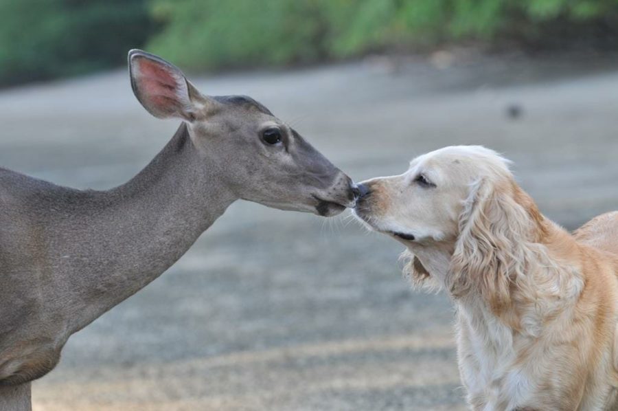 Retiring to Costa Rica? Take Your Pet With You! idealLIVING