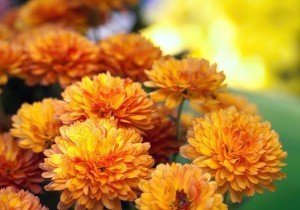Fall Flowers - Chrysanthemum - Fall Gardening Tips