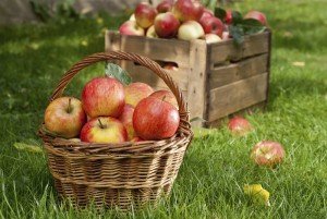 Appple Picking - Autumn Activities - Best Places to Retire