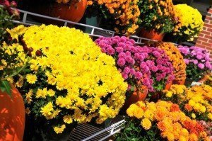 Best Places to Retire - Fall Gardening Tips - Mums