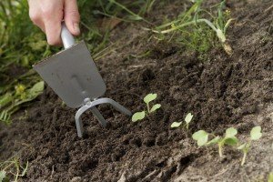 Fall gardening - preparing for Spring - tilling soil