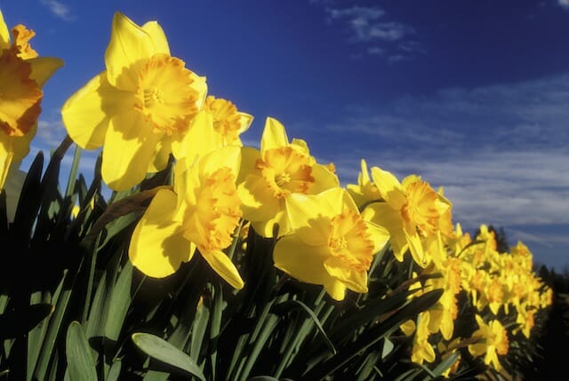 Close-up of daffodils in a garden