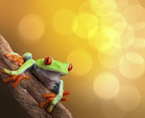 Oso Peninsula - Costa Rica - Tree Frog - International Retirement Destinations