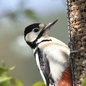 Gardening Tips - Woodpecker - Feeder with peanuts