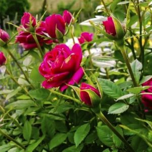 Gardening - Gardening Tips - Roses