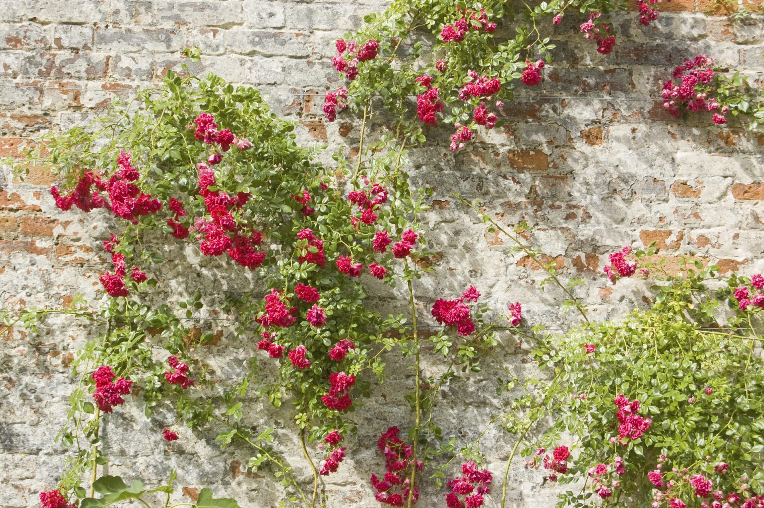 Roses on an old wall