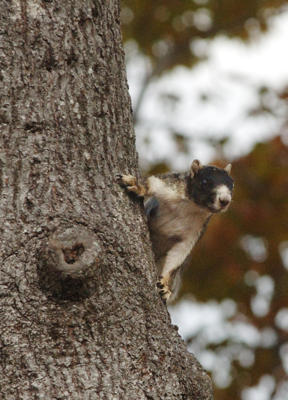 Hollow Creek Nature Preserve - Black Squirrel