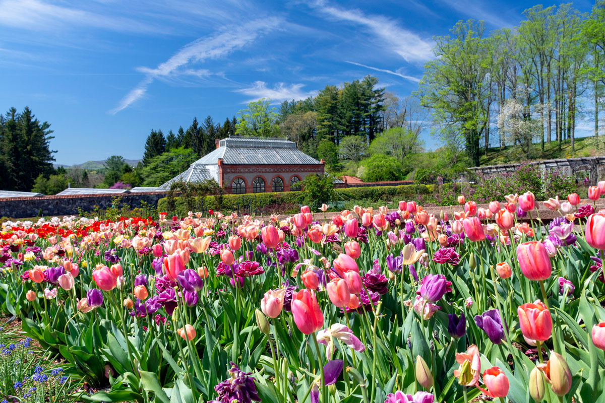 ASHEVILLE, NORTH CAROLINA, USA - APRIL 16, 2019  Throngs of visitors enjoy the spring tulips in the formal gardens of Biltmore Estate.  The conservatory is seen in the background.